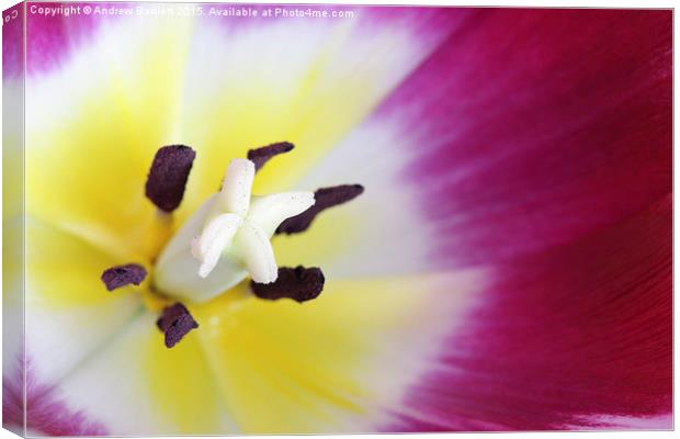 Macro of a Tulip Canvas Print by Andrew Bartlett