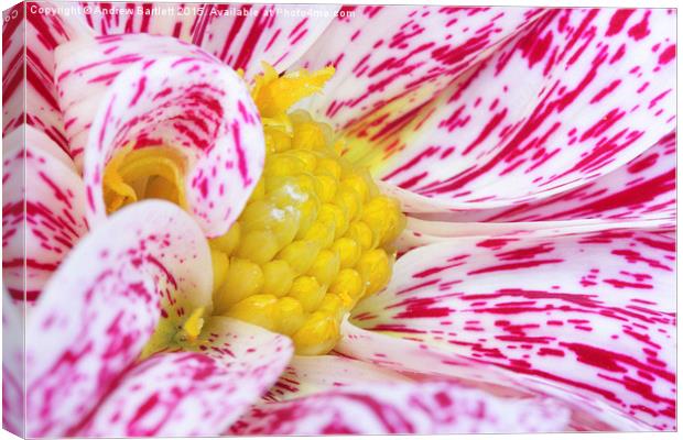 Macro of a Dahlia. Canvas Print by Andrew Bartlett