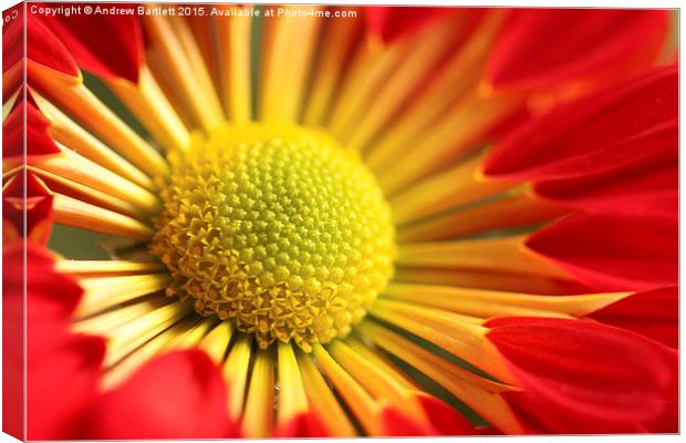  Macro of a Chrysanthemum. Canvas Print by Andrew Bartlett