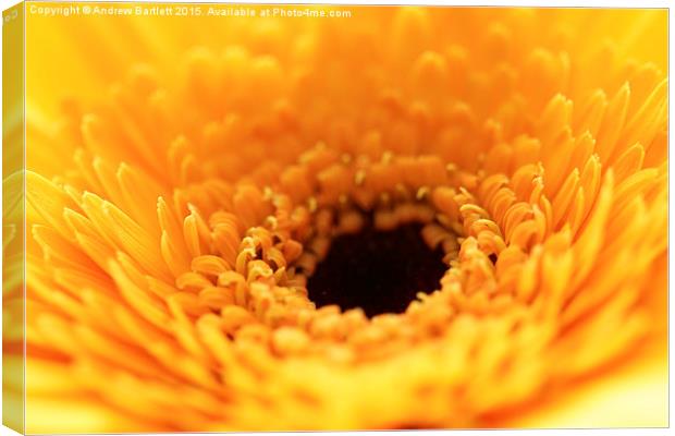  Macro of a Gerbera Canvas Print by Andrew Bartlett