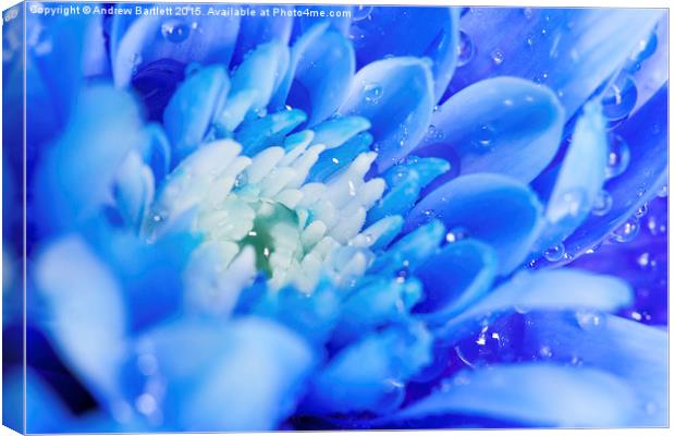  Macro of a Chrysanthemum Canvas Print by Andrew Bartlett
