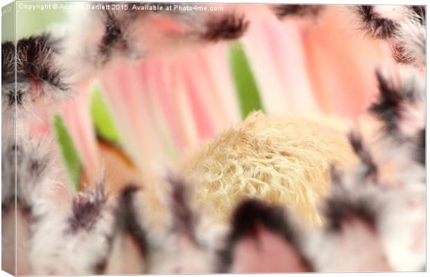  Macro of Protea 'Pink Ice' flower Canvas Print by Andrew Bartlett