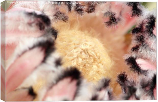  Macro of Protea 'Pink Ice flower. Canvas Print by Andrew Bartlett