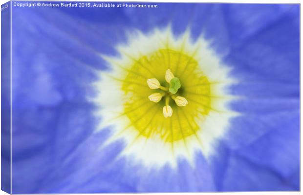  Macro of Oxalis Squamata tropical flower. Canvas Print by Andrew Bartlett