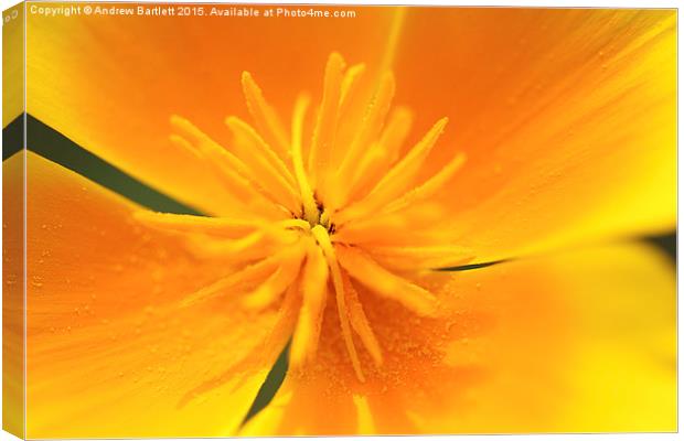 California Annuals macro. Canvas Print by Andrew Bartlett