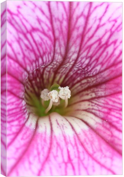  Macro of a pink Petunia Canvas Print by Andrew Bartlett