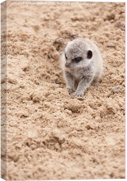  Baby meerkat Canvas Print by Andrew Bartlett