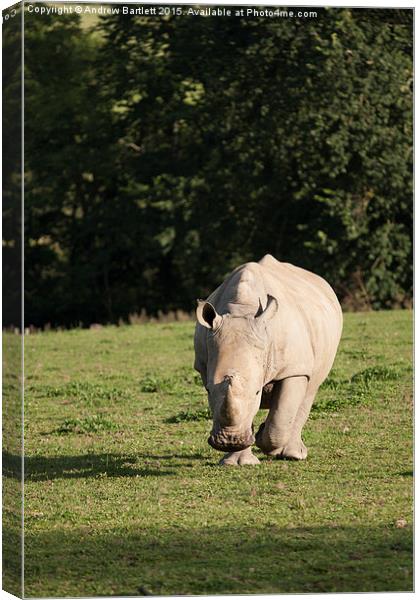  Southern White Rhino Canvas Print by Andrew Bartlett