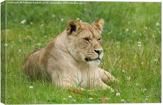  Female African Lion cub Canvas Print by Andrew Bartlett