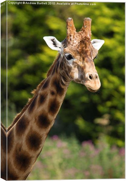  Giraffe Canvas Print by Andrew Bartlett