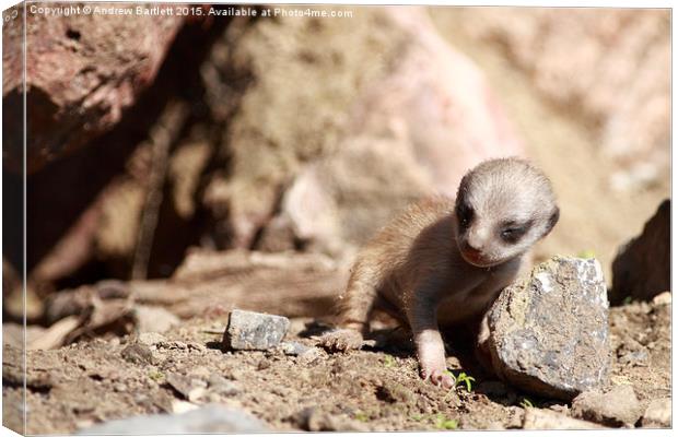  Baby Meerkat. Canvas Print by Andrew Bartlett