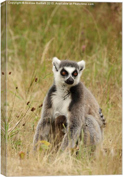 Ring Tail Lemur. Canvas Print by Andrew Bartlett