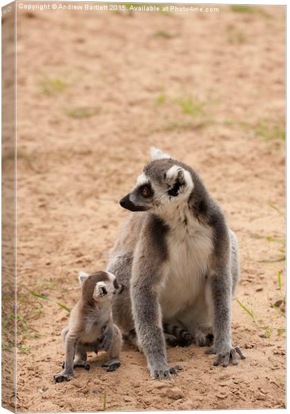  Ring Tail Lemur Canvas Print by Andrew Bartlett