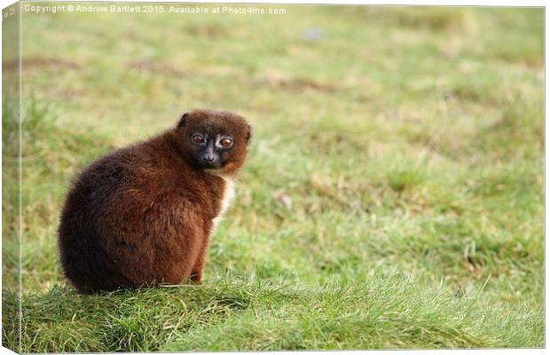  Red Bellied Lemur Canvas Print by Andrew Bartlett