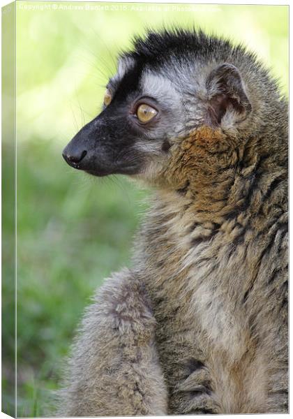 Red Fronted Lemur. Canvas Print by Andrew Bartlett