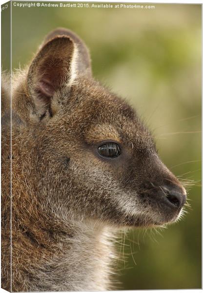 Wallaby  Canvas Print by Andrew Bartlett