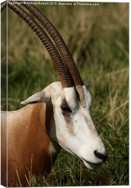 Oryx Canvas Print by Andrew Bartlett