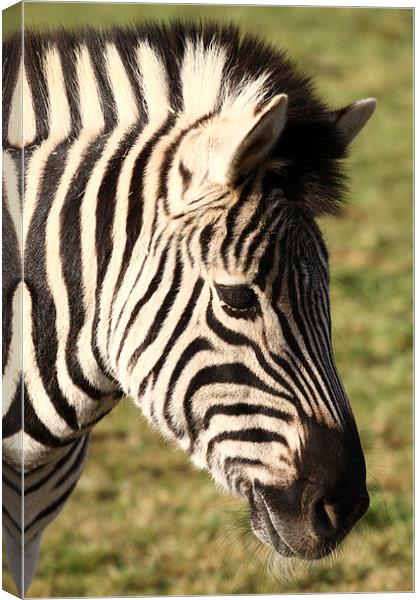 Zebra. Canvas Print by Andrew Bartlett