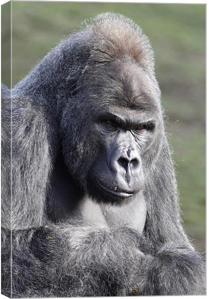  Western Lowland Gorilla Canvas Print by Andrew Bartlett