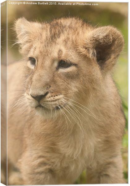 Asiatic Lion cub  Canvas Print by Andrew Bartlett