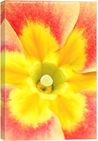  Macro of a Polyanthus. Canvas Print by Andrew Bartlett