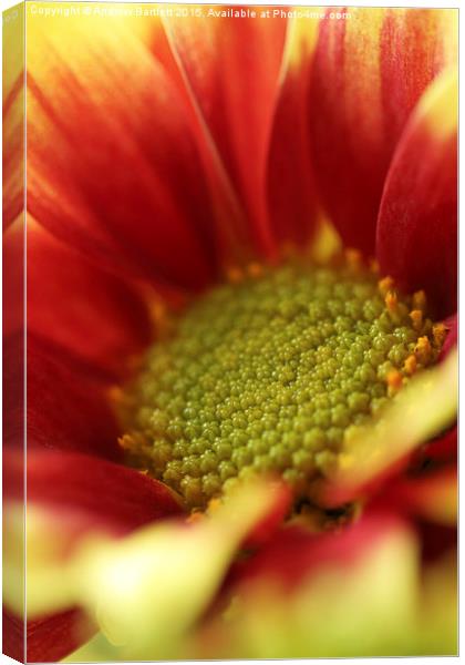  Macro of a Dahlia Canvas Print by Andrew Bartlett