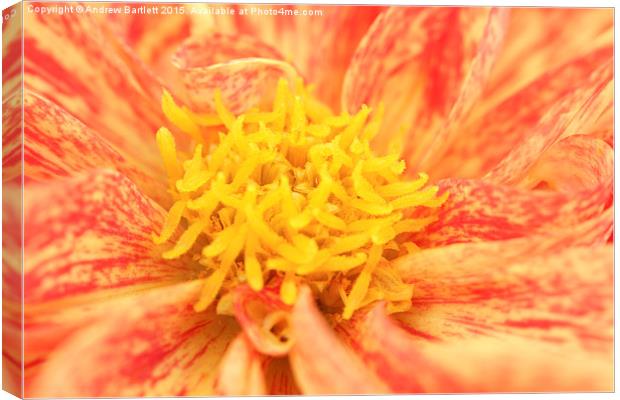  Macro of a Dahlia Canvas Print by Andrew Bartlett