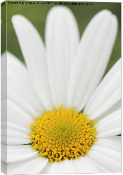 Macro of a Pansy Canvas Print by Andrew Bartlett