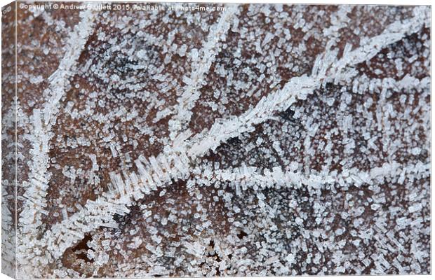  Frozen leaf Canvas Print by Andrew Bartlett
