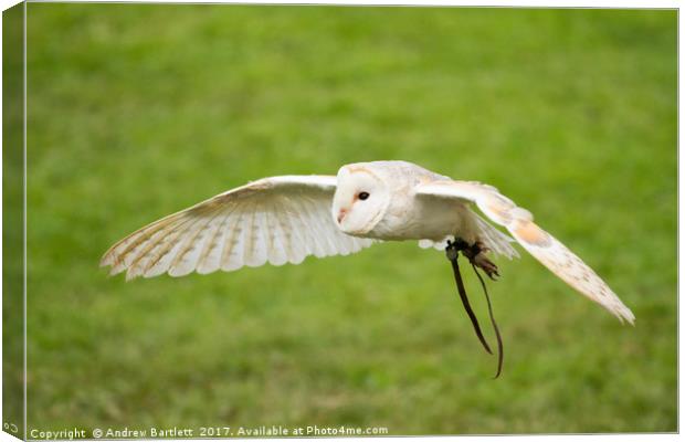 A Barn Owl flying at a UK Owl sanctuary. Canvas Print by Andrew Bartlett