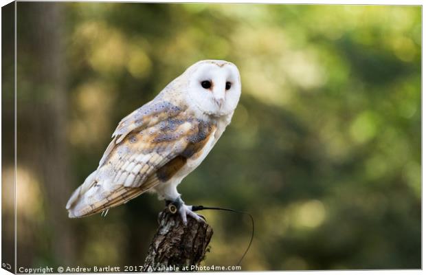 A Barn Owl sitting on a tree branch. Canvas Print by Andrew Bartlett