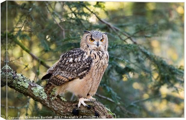 A Bengal Owl sitting in a tree. Canvas Print by Andrew Bartlett