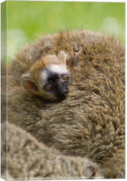 Baby Red Fronted Lemur Canvas Print by Andrew Bartlett