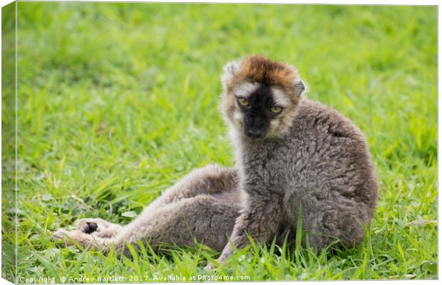Red Fronted Lemur relaxing Canvas Print by Andrew Bartlett