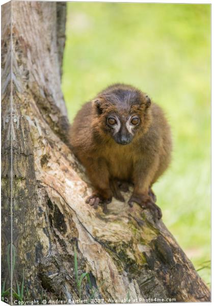Red Bellied Lemur Canvas Print by Andrew Bartlett