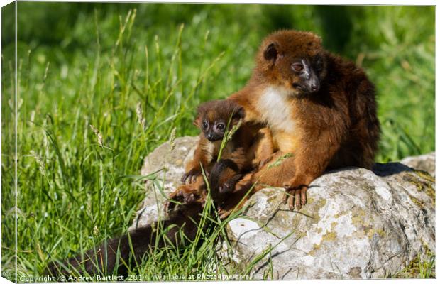 Red Bellied Lemur family Canvas Print by Andrew Bartlett