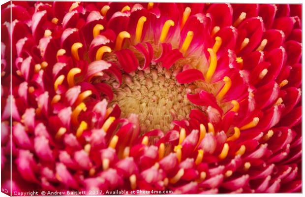 Macro of a Gerbera Canvas Print by Andrew Bartlett