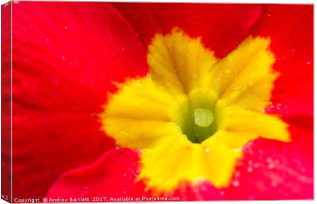 Macro of a Polyanthus Canvas Print by Andrew Bartlett