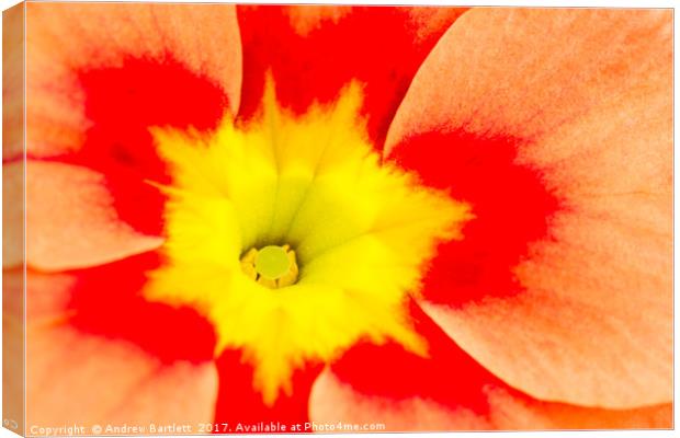 Macro of a Polyanthus Canvas Print by Andrew Bartlett