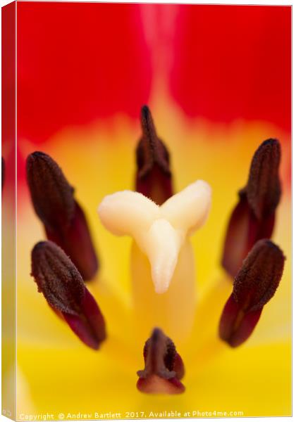 Tulip macro Canvas Print by Andrew Bartlett