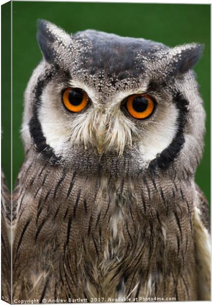 Northern White Faced Scops Owl Canvas Print by Andrew Bartlett