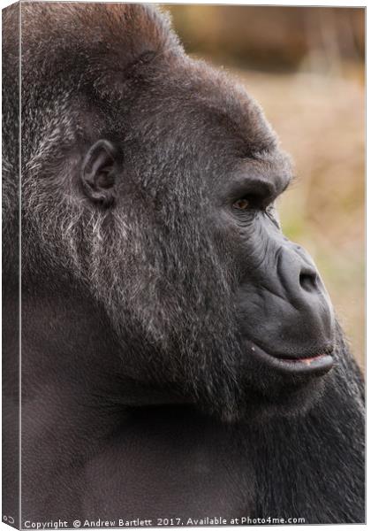 Western Lowland Gorilla Canvas Print by Andrew Bartlett