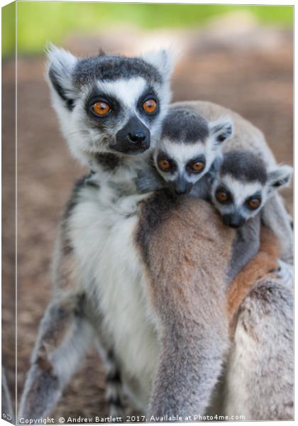 Ring Tailed Lemur family Canvas Print by Andrew Bartlett