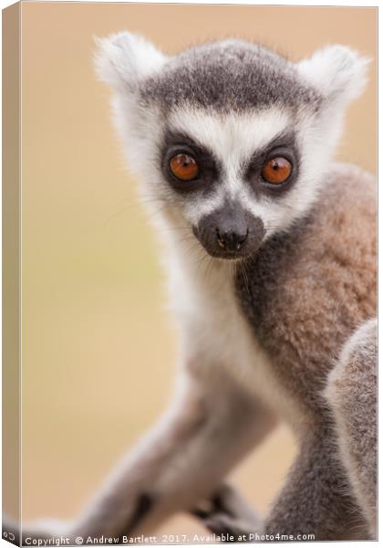 Ring Tailed Lemur baby Canvas Print by Andrew Bartlett