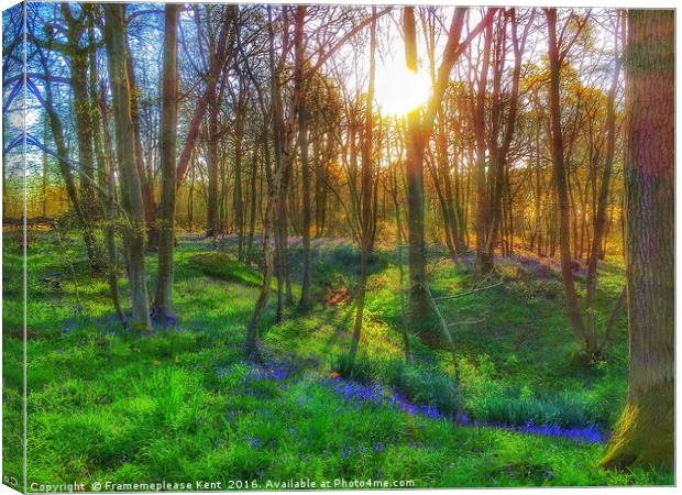 Bluebell Wood  Canvas Print by Framemeplease UK