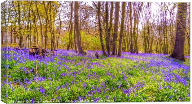 Bluebell woods with cat  Canvas Print by Framemeplease UK