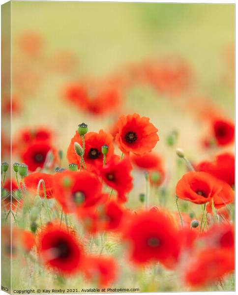 Red poppies Canvas Print by Kay Roxby