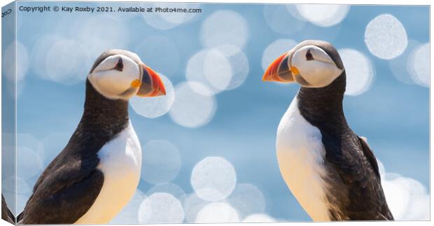 Puffins Canvas Print by Kay Roxby
