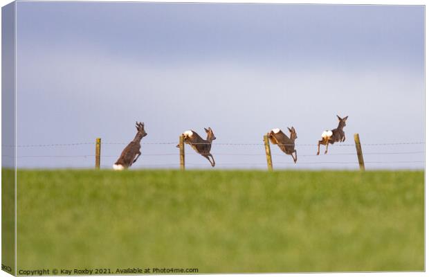 Four roe deer jumping over a stock fence in field - Scotland, UK Canvas Print by Kay Roxby