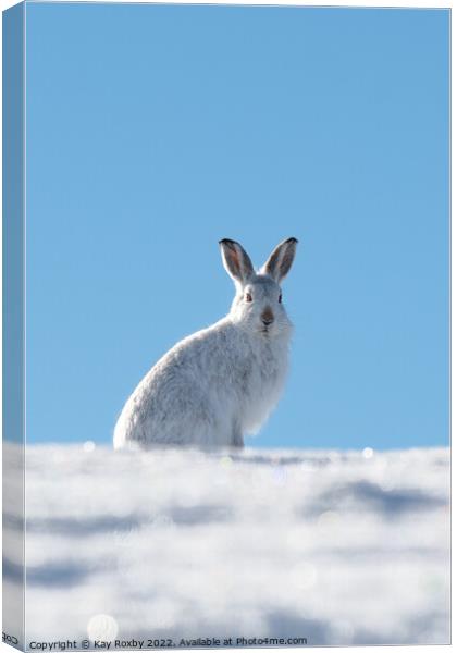 Mountain Hare Canvas Print by Kay Roxby